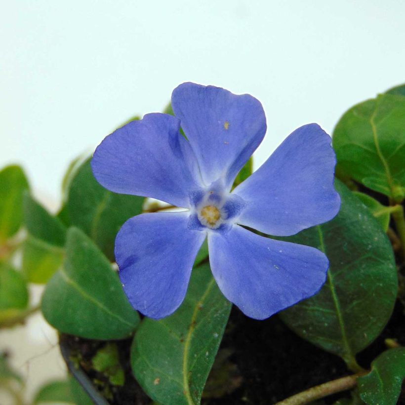 Vinca minor Flower Power - Petite pervenche (Flowering)