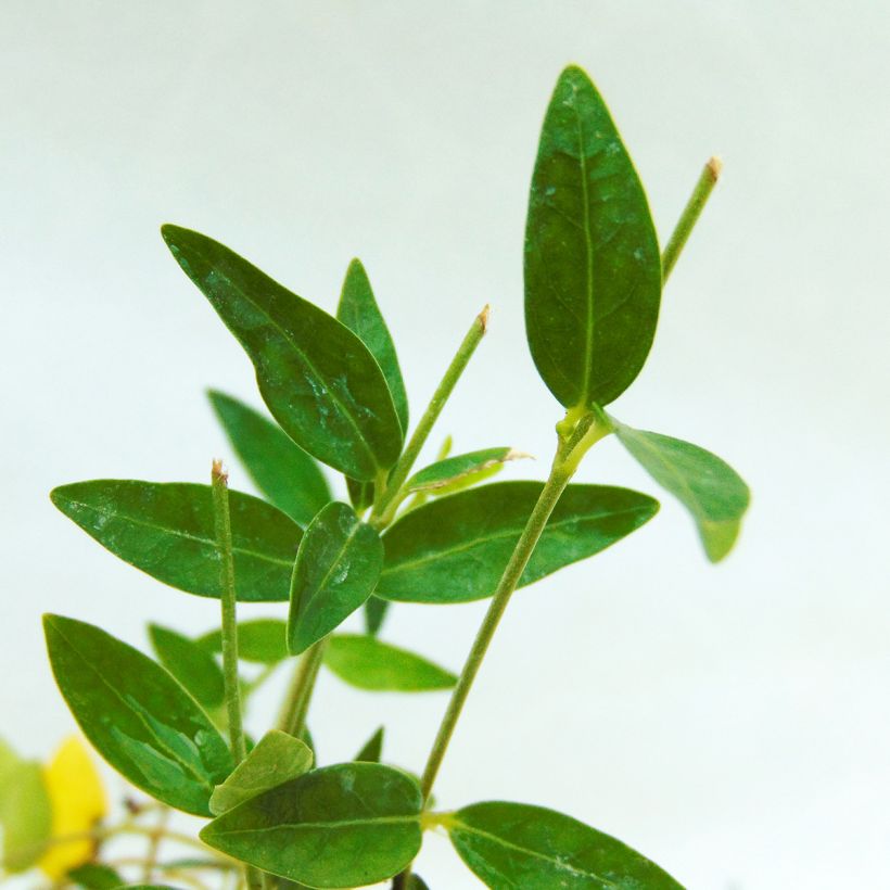 Vinca minor Josefine - Petite pervenche (Foliage)