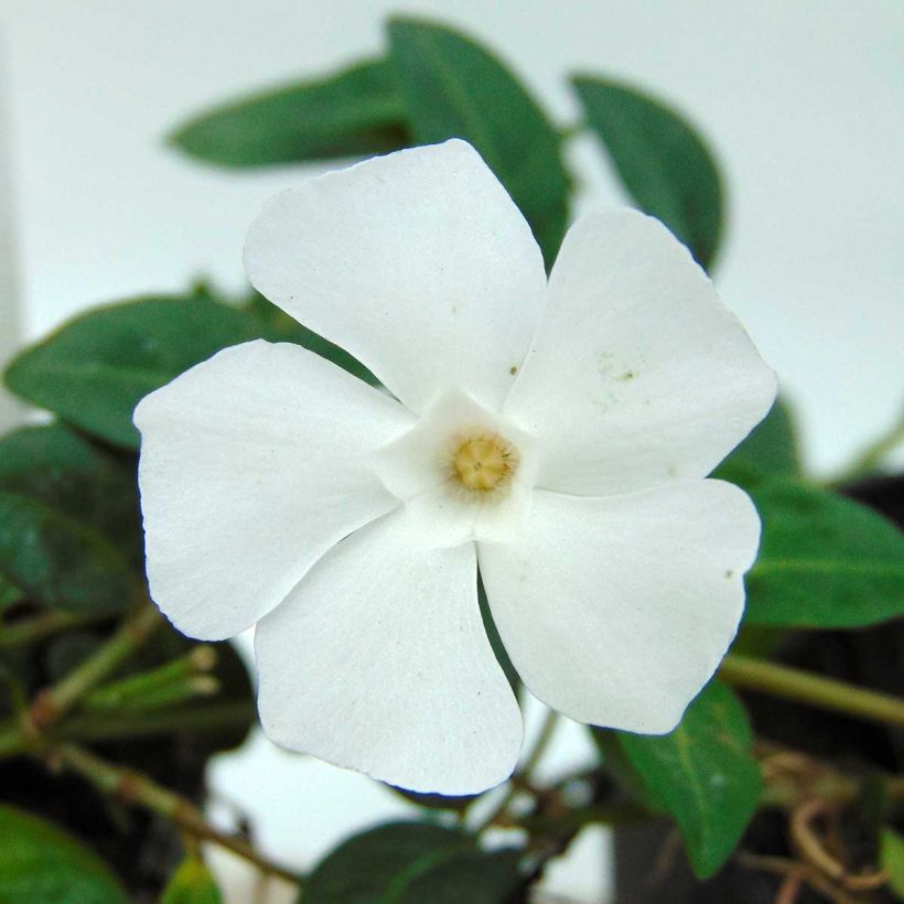 Vinca minor White Power - Pervenche à petite fleurs (Flowering)
