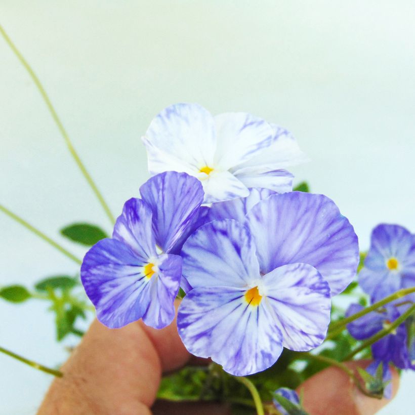 Viola Cornuta Columbine - Pensée à Cornes (Flowering)