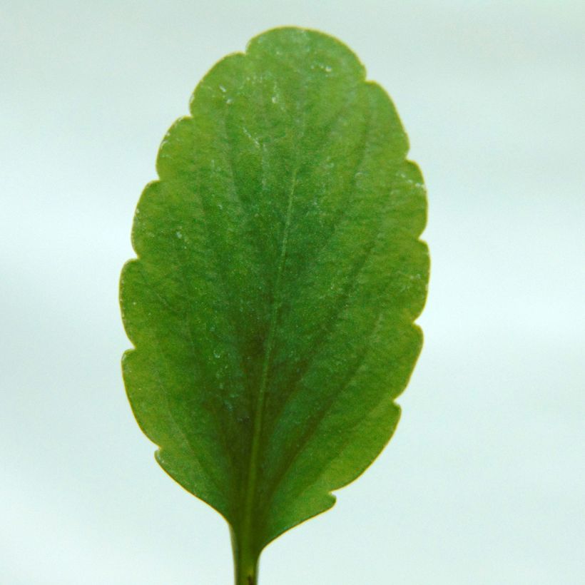 Viola Etain Mini-motte - Pensée vivace (Foliage)