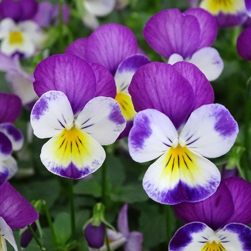Viola cornuta Butterfly Rose White Face Mini-motte  (Flowering)
