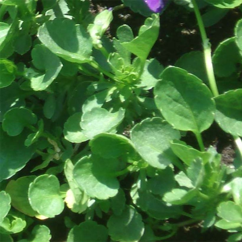 Viola cornuta Irish Molly - Pensée à Cornes (Foliage)
