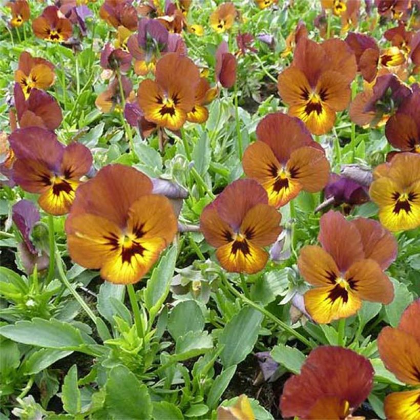 Viola cornuta Irish Molly - Pensée à Cornes (Flowering)