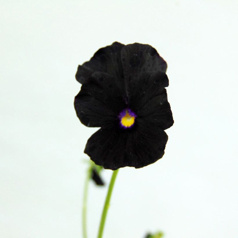 Viola cornuta Molly Sanderson - Pensée (Flowering)