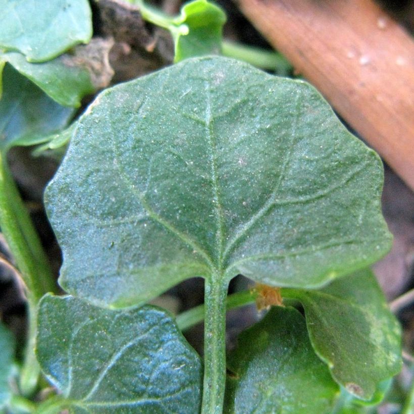 Violette à feuille de lierre - Viola hederacea (Foliage)