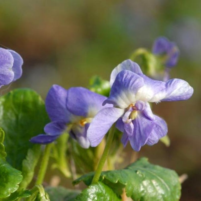 Violette odorante Parme de Toulouse - Viola suavis (Flowering)
