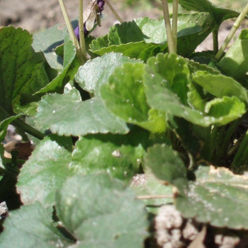 Violette odorante - Viola odorata Plena (Foliage)