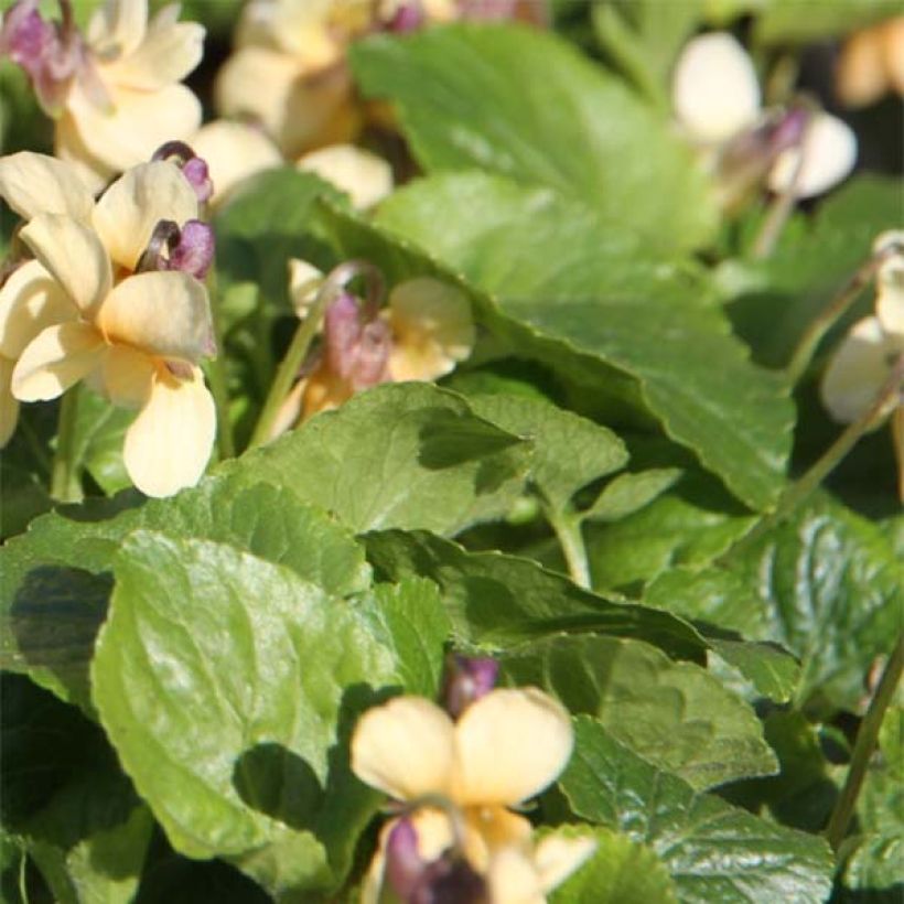 Violette odorante Vanilla - Viola odorata (Foliage)