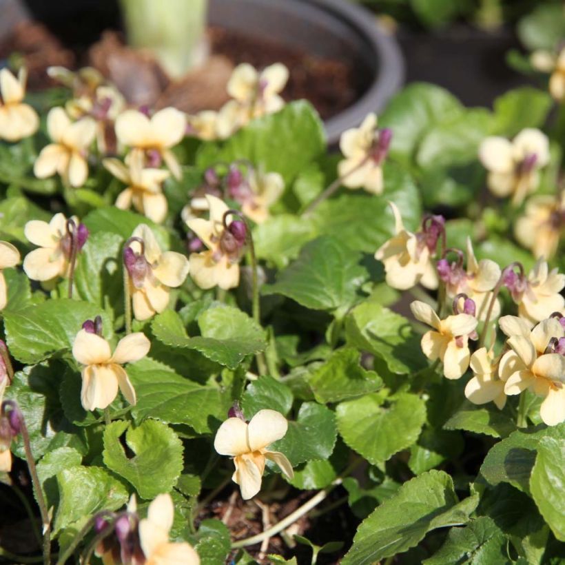 Violette odorante Vanilla - Viola odorata (Flowering)