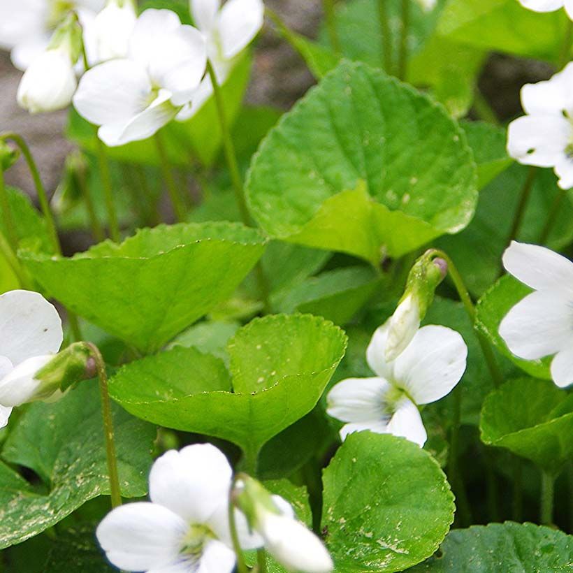 Violette vivace - Viola sororia Albiflora (Foliage)