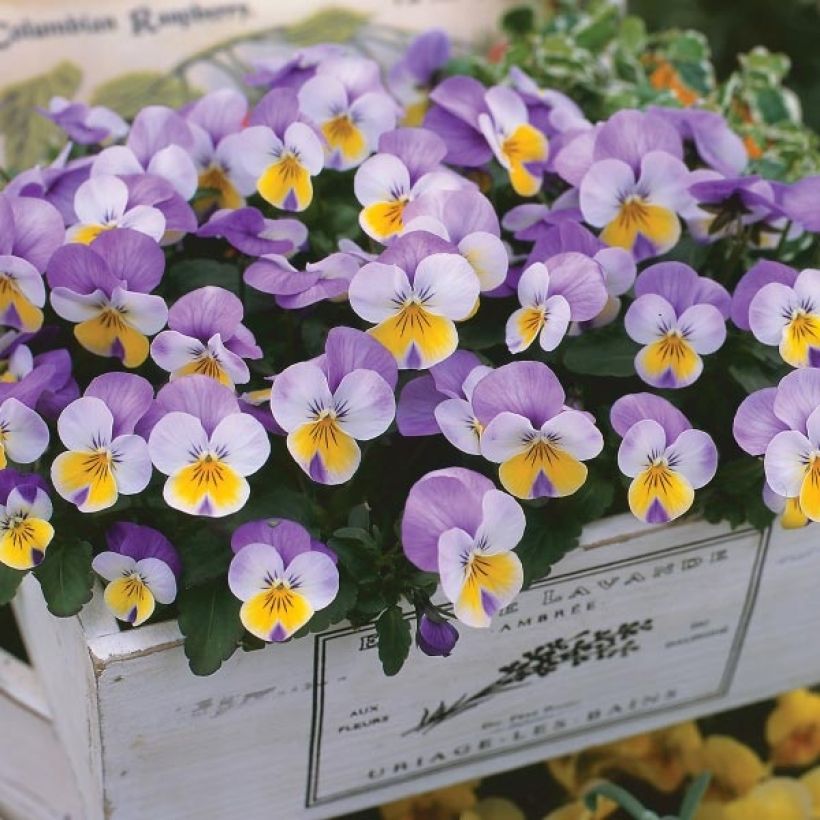 Violette cornue Kitty Surprise Mini-motte (Plant habit)