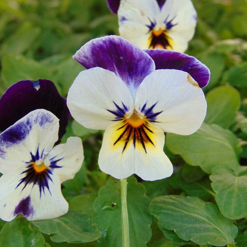 Violette cornue Penny F1 Mickey Mini-motte - Viola cornuta (Flowering)