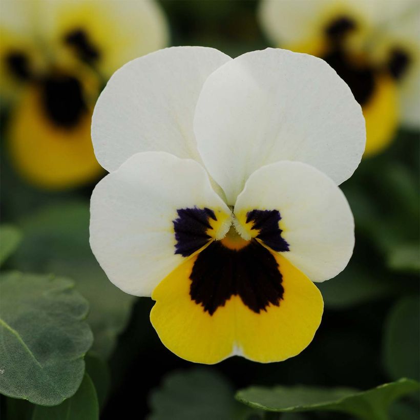 Violette cornue Sorbet XP Lemon Ice Blotch - Viola cornuta  (Flowering)