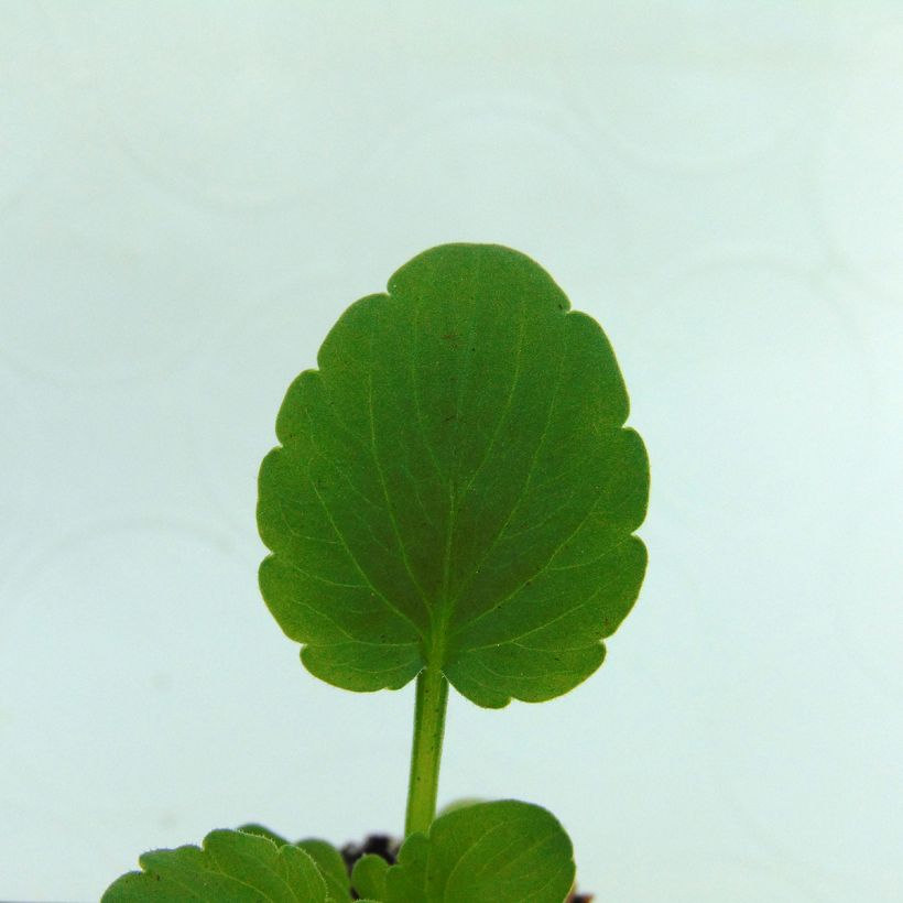 Violette cornue  Sorbet XP Raspberry Mini-motte - Viola cornuta  (Foliage)