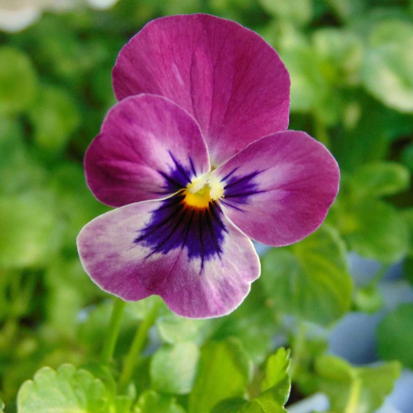 Violette cornue  Sorbet XP Raspberry Mini-motte - Viola cornuta  (Flowering)
