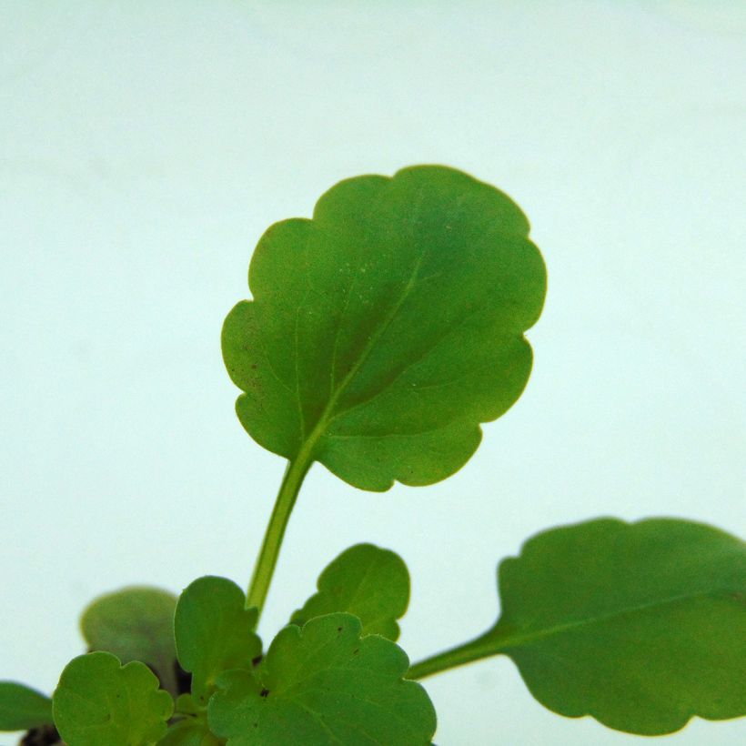 Violette cornue Sorbet XP Yellow Blotch - Viola cornuta (Foliage)