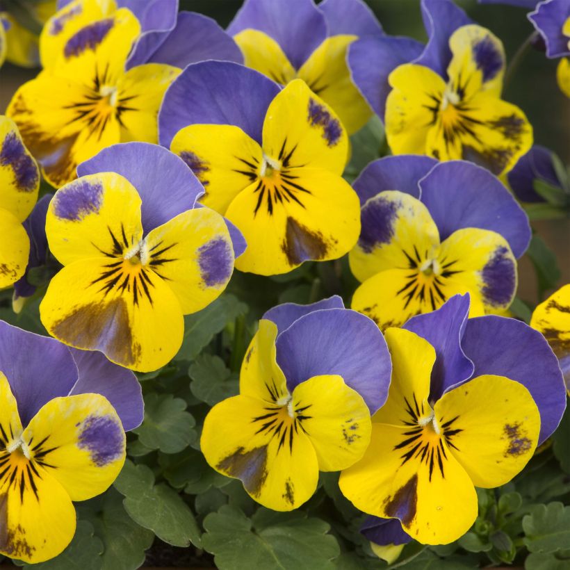 Violette cornue Sorbet Yellow Blue Jump-Up Mini-motte (Flowering)