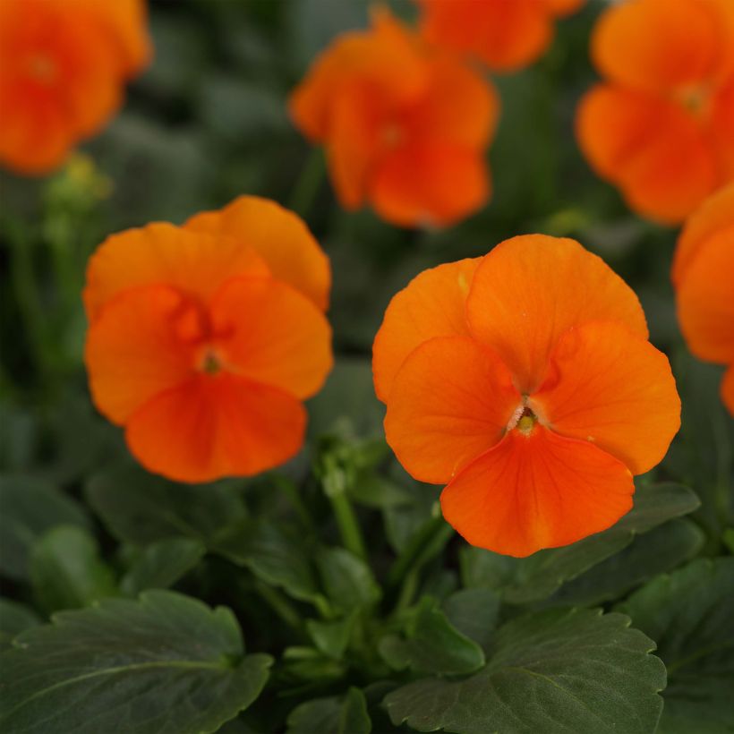 Violette cornue Sorbet Xp Deep Orange - Viola cornuta  (Flowering)
