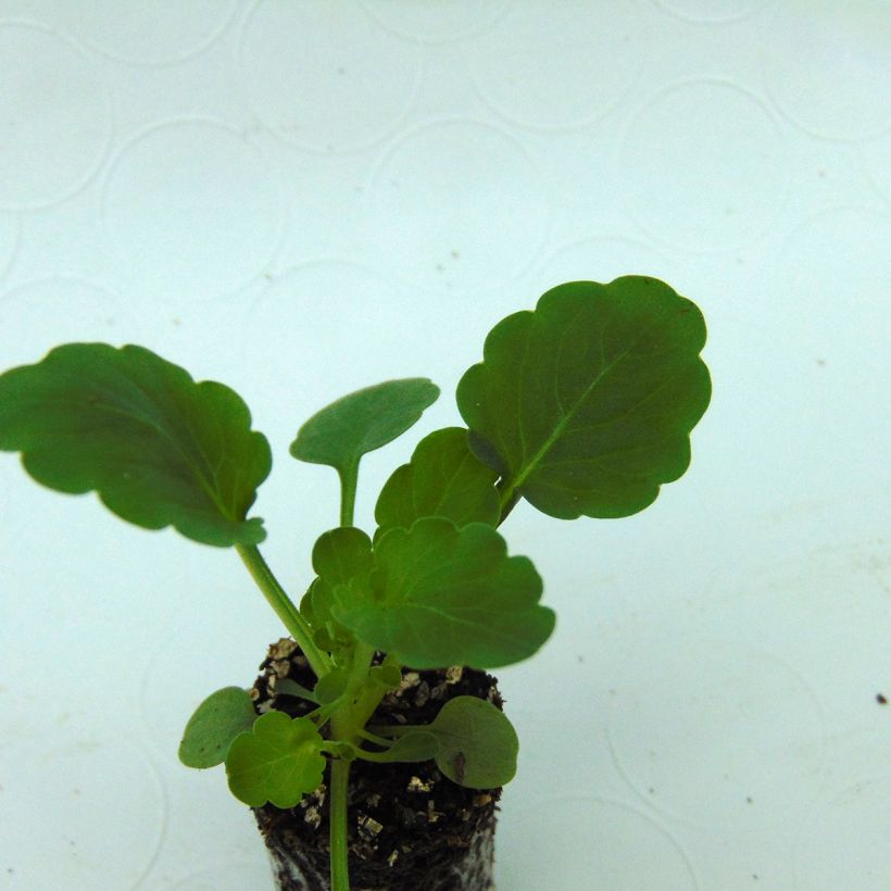 Violette cornue Xp Sorbet  F1 Yellow Mini-motte - Viola cornuta (Foliage)
