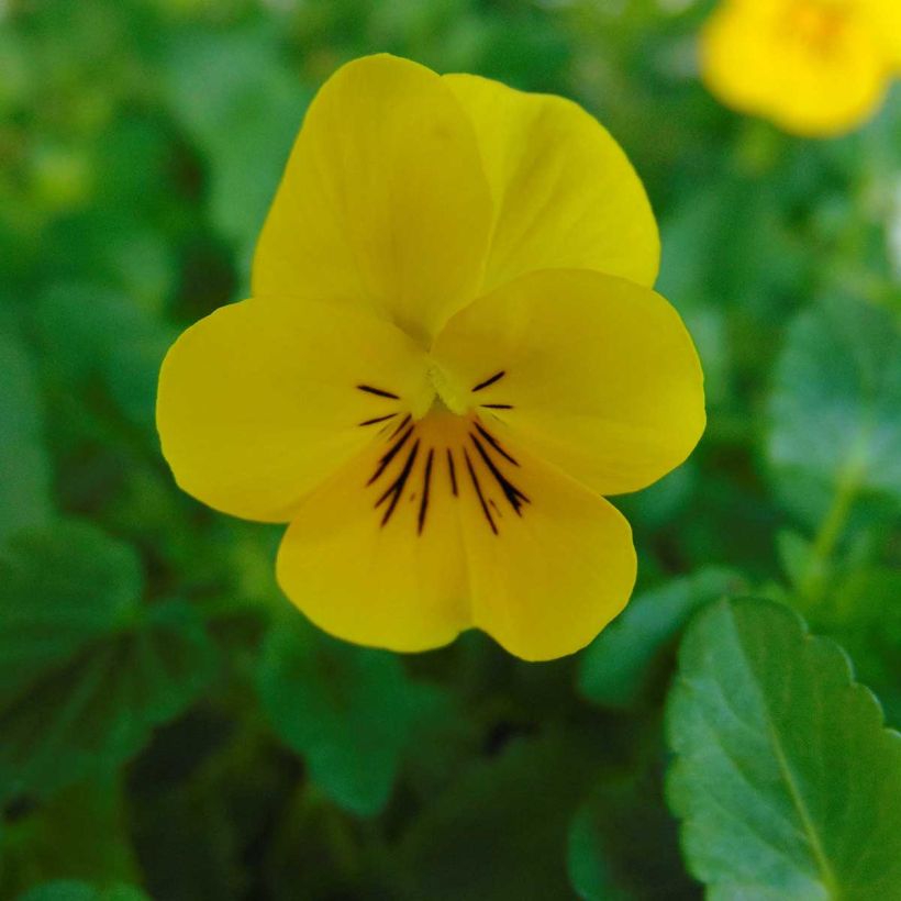 Violette cornue Xp Sorbet  F1 Yellow Mini-motte - Viola cornuta (Flowering)