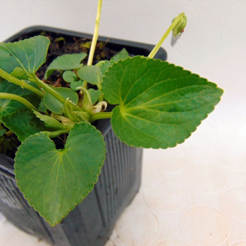 Violette vivace - Viola sororia Priceana, pensée (Foliage)