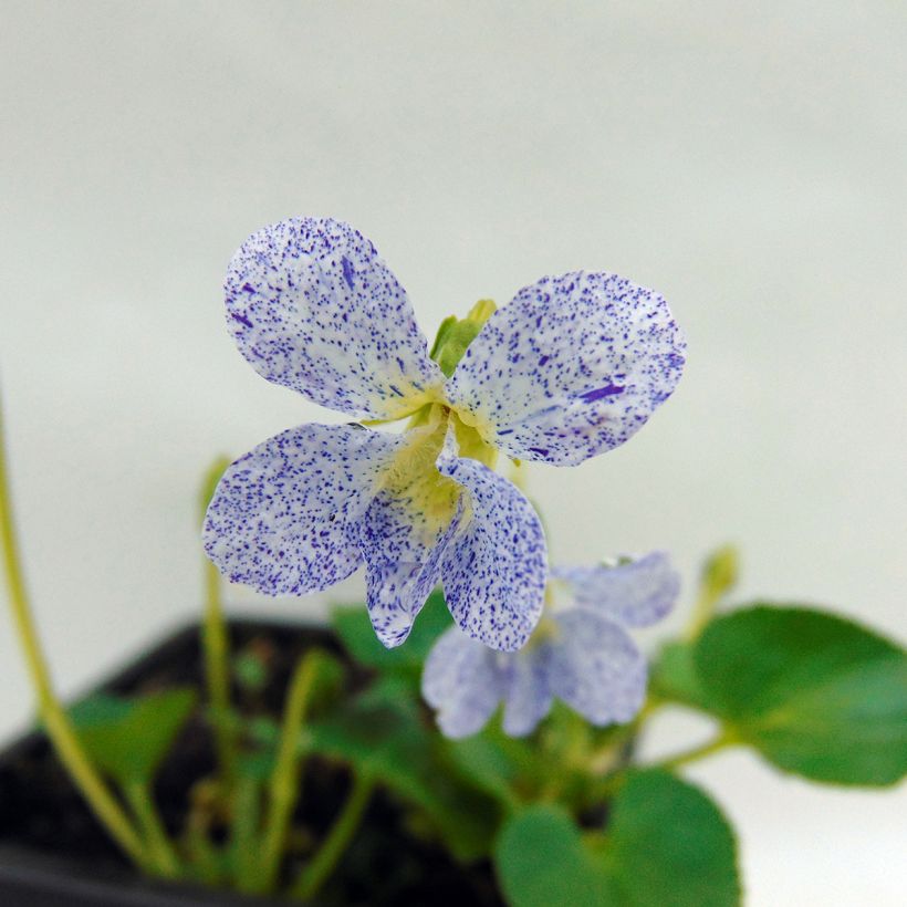 Violette vivace - Viola sororia Priceana, pensée (Flowering)