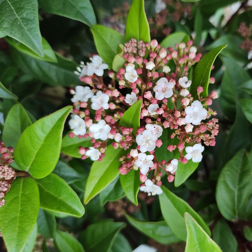 Viburnum tinus Spirit - Laurier tin (Flowering)