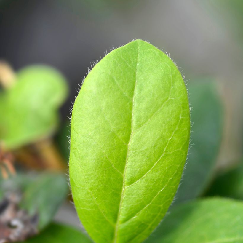 Viorne, Laurier tin - Viburnum tinus Gwenlian (Foliage)