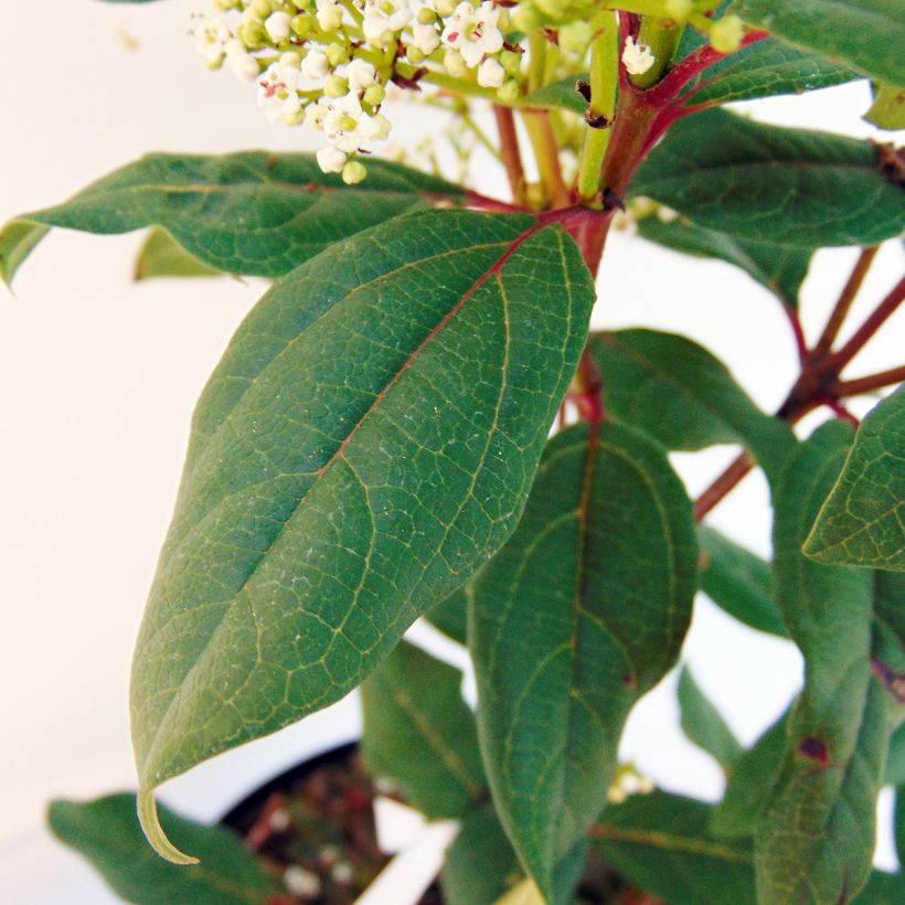 Viorne - Viburnum globosum Jermyns Globe (Foliage)