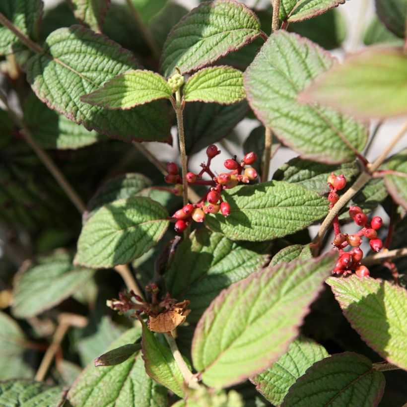 Viorne - Viburnum plicatum Pinkimono (Foliage)