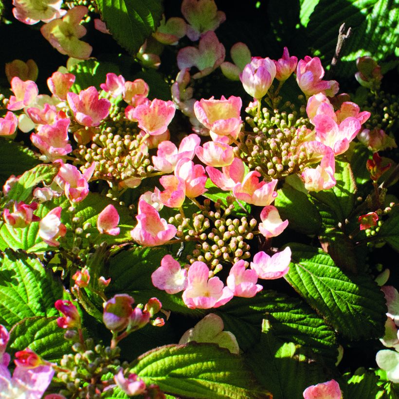 Viorne - Viburnum plicatum Pinkimono (Flowering)