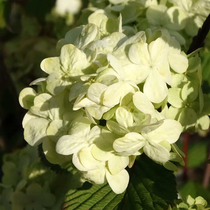 Viorne - Viburnum plicatum Popcorn (Flowering)
