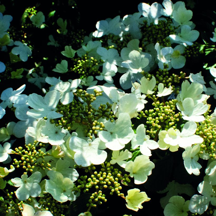 Viorne - Viburnum plicatum Shirogami (Flowering)