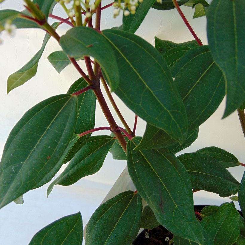 Viorne de David - Viburnum davidii Angustifolium (Foliage)