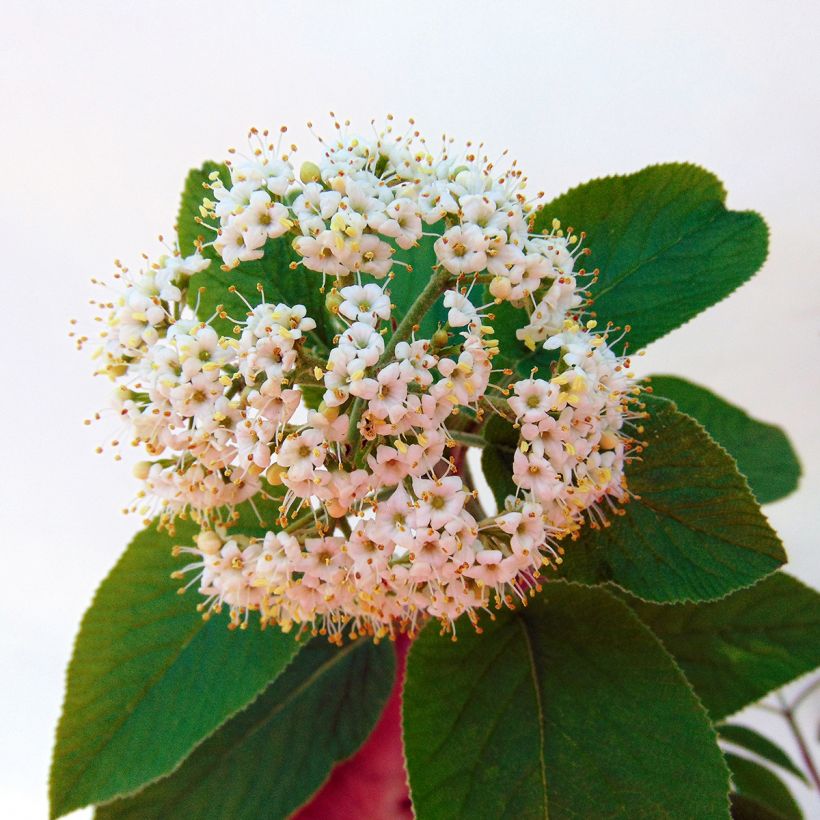 Viorne lantane - Viburnum lantana Mohican (Flowering)