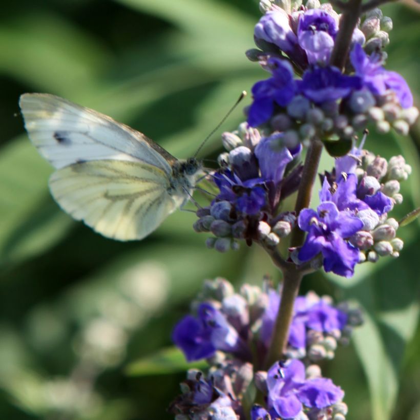 Vitex agnus-castus Queen Bee - Gattilier (Flowering)