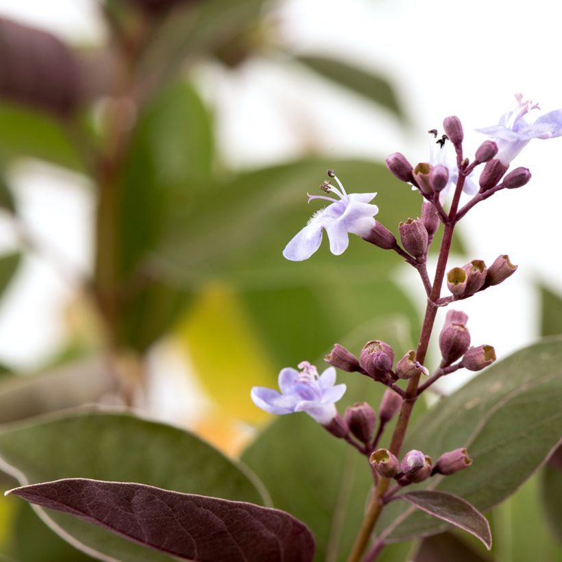 Vitex trifolia Purpurea - Lilas d'Arabie (Flowering)