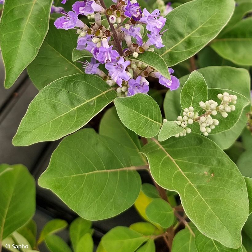 Vitex x agnus-castus Chicagoland Blues - Gattilier (Foliage)