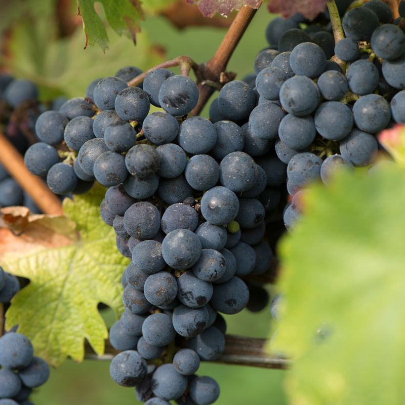 Vigne New York Muscat - Vitis vinifera  (Harvest)