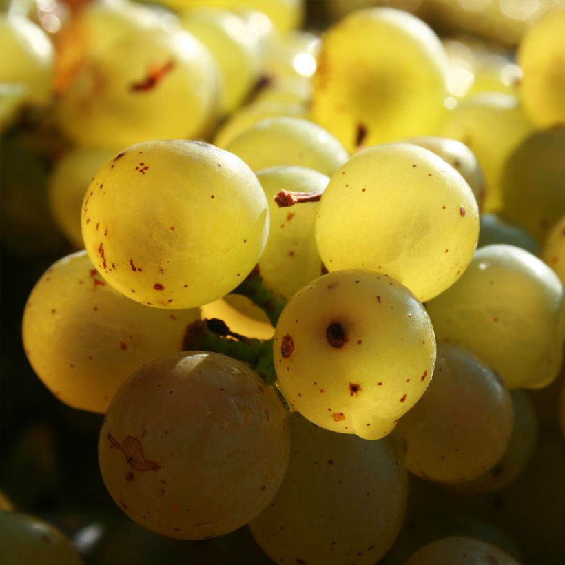 Vigne Exalta (Harvest)