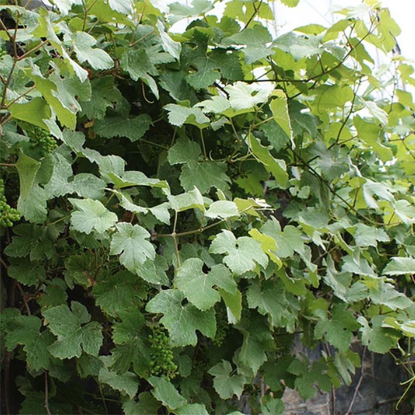 Vigne d'ornement - Vitis vinifera Incana (Plant habit)