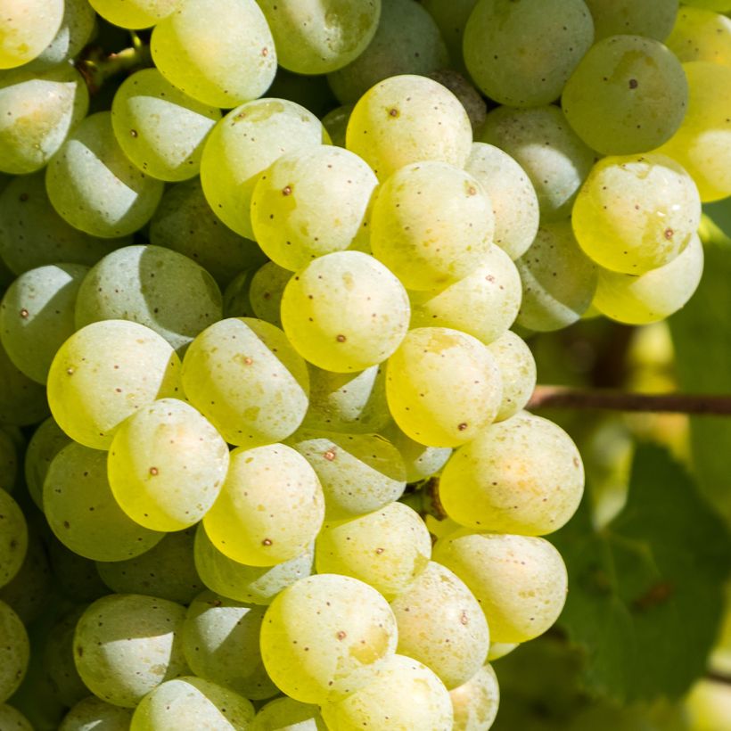 Vigne Lakemont (Harvest)