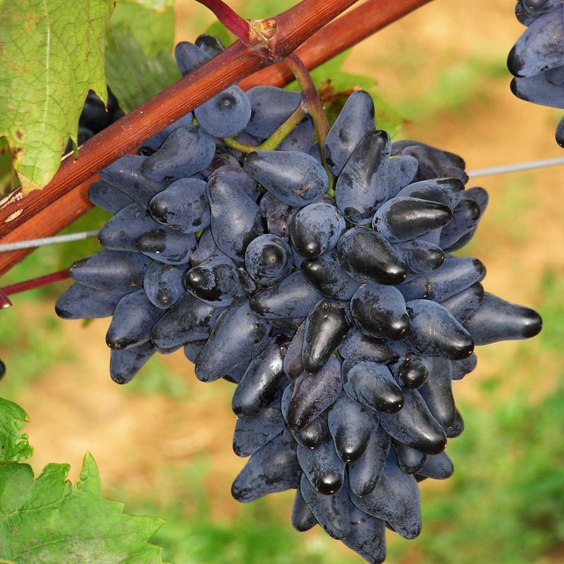 Vigne Philipp (Harvest)