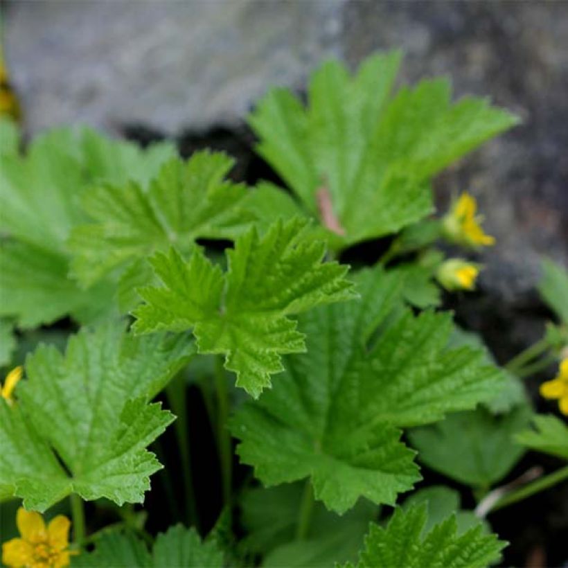 Waldsteinia geoides - Waldstenie faux-fraisier (Foliage)