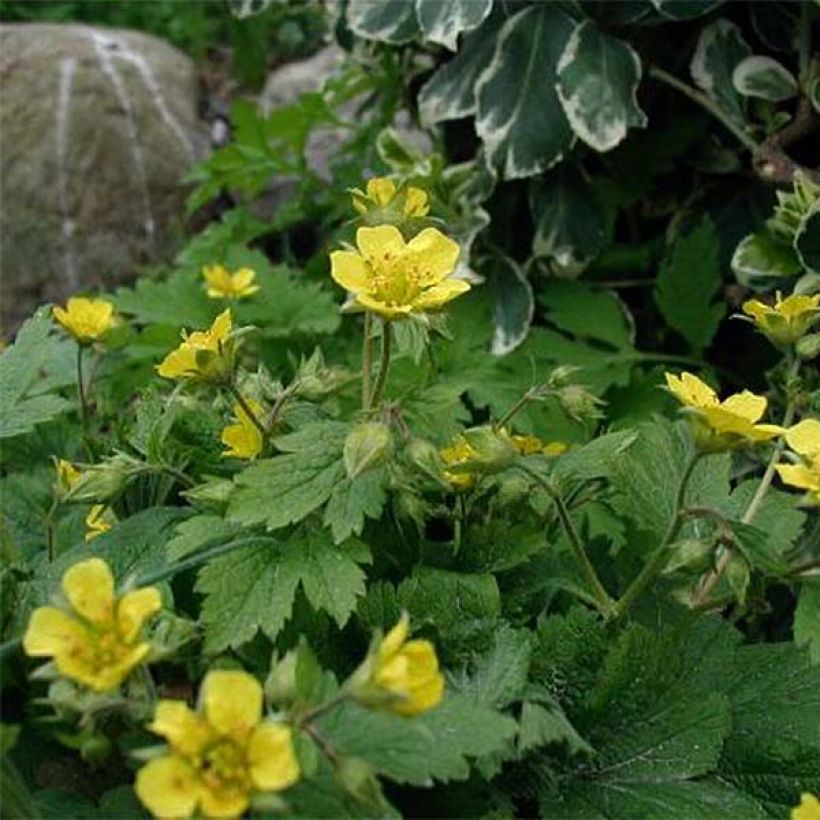 Waldsteinia geoides - Waldstenie faux-fraisier (Flowering)