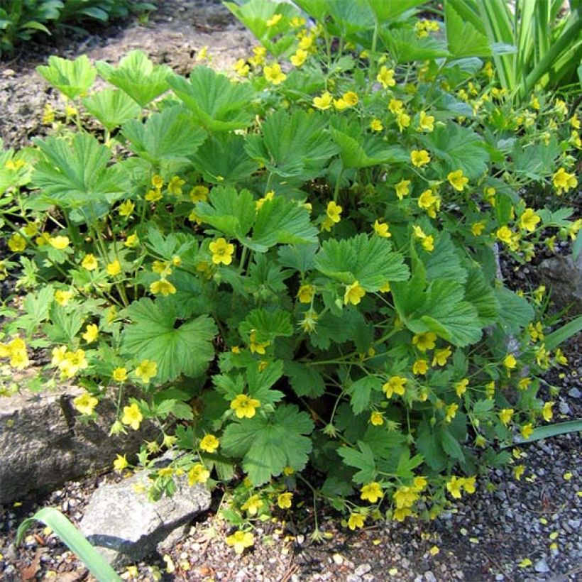 Waldsteinia geoides - Waldstenie faux-fraisier (Plant habit)