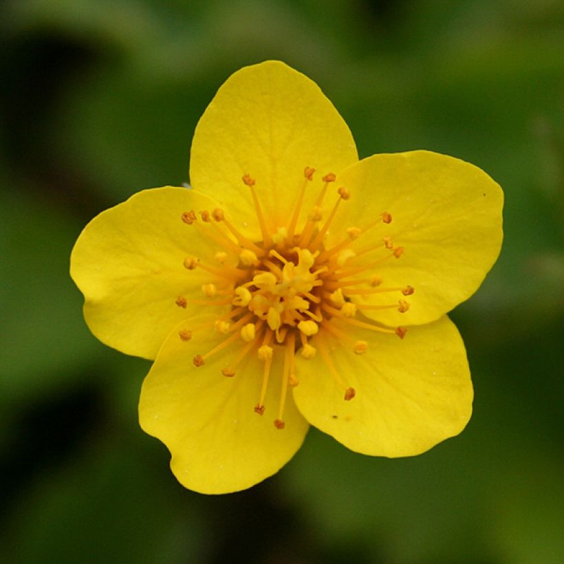 Fraisier stérile - Waldsteinia ternata (Flowering)
