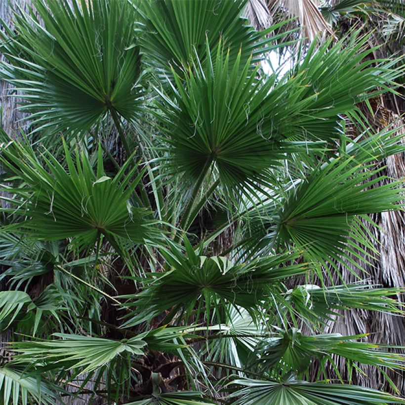 Washingtonia filifera - Palmier à jupon (Foliage)