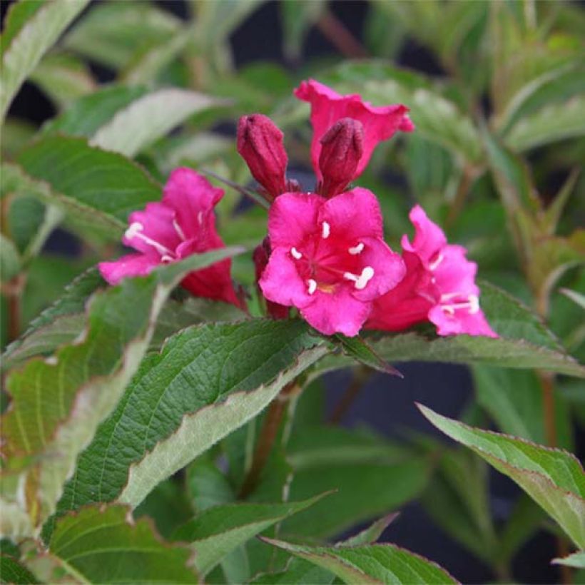 Weigela florida Bristol Ruby (Flowering)